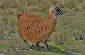 Lama in Cochasqui in Ecuador 