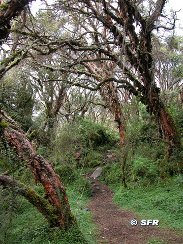 Polylepis Waldpfad in Ecuador