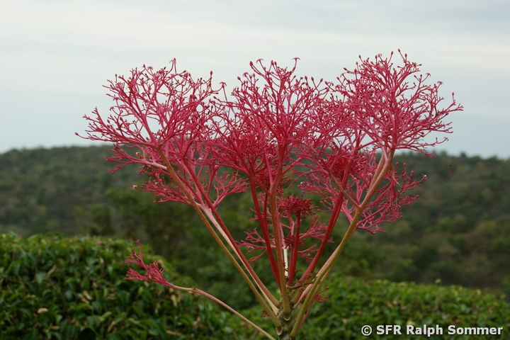Blütenstand in Ecuador