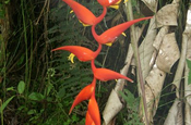Heliconia longa in Ecuador