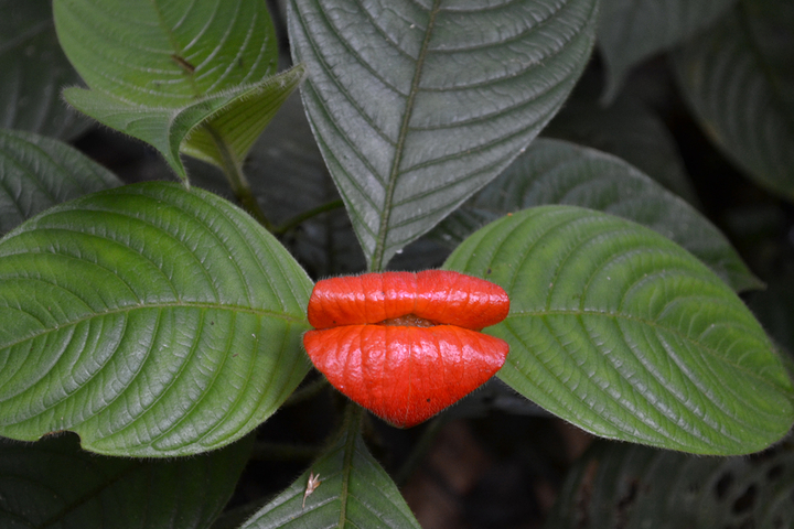 Hot Lips Bluete Psychotria elata in Ecuador
