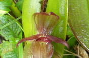 Pleurothallis flexuosa in Ecuador