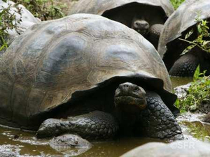 Galapagos Riesenschildkröten