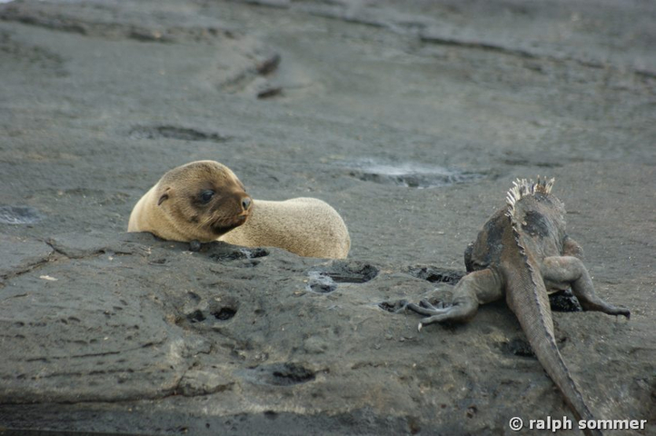 Seelöwe Zalophus wollebaeki Baby und Meerechse Galapagos