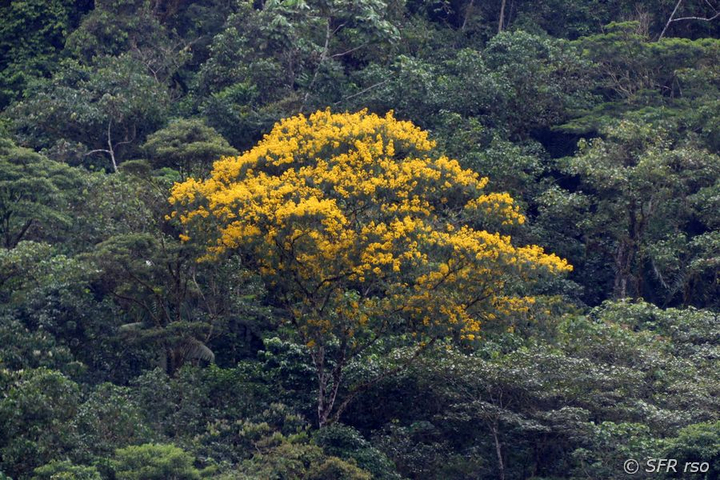 Guayacanbaum gelb im Nationalpark Sumaco in Ecuador