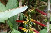 Heliconia marginata in Ecuador