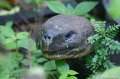 Riesenschildkrötenkopf in der Hacienda El Chato, Galapagos