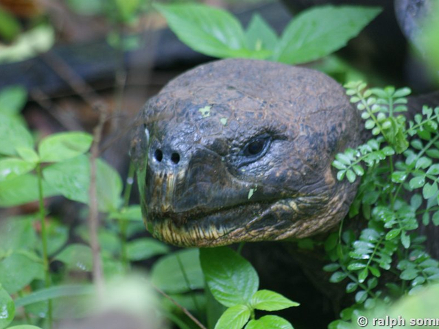 Riesenschildkrötenkopf in der Hacienda El Chato, Galapagos