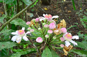 Rosa Blüte, Ecuador