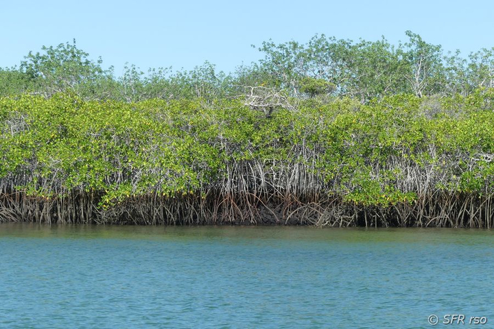 Rote Mangroven Kanal in Ecuador
