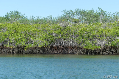 Rote Mangroven Kanal in Ecuador