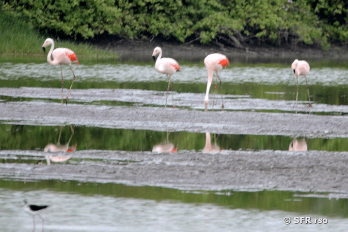 Flamingos auf Weg nach El Mata, Ecuador