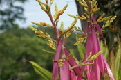 Aechmea triangularis in Ecuador