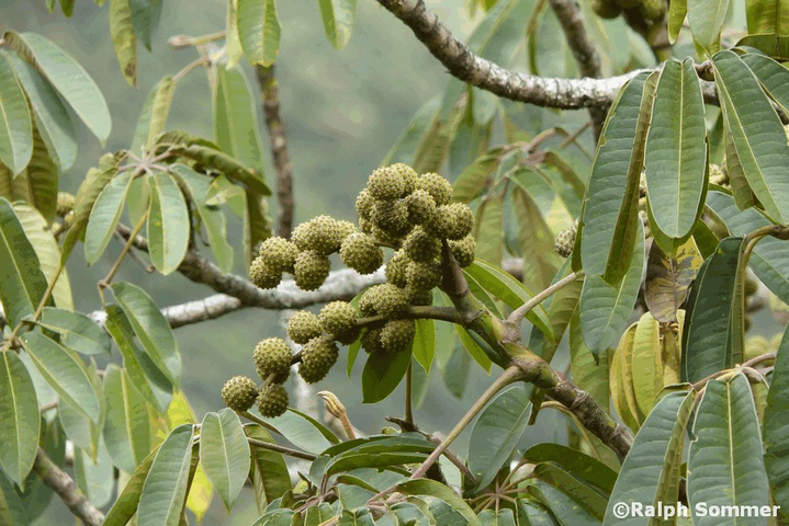 Fruechte Kastanienbaum in Ecuador