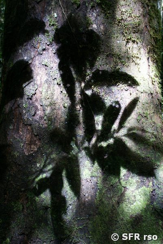 Licht Schatten Baumstamm in Ecuador