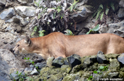Puma witternd in Ecuador