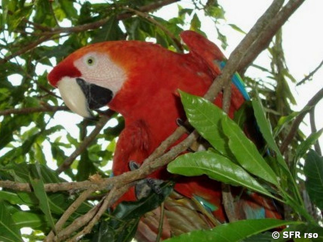 Scarlet macaw