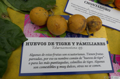 Tabernaemontana Huevos de Tigre in Ecuador