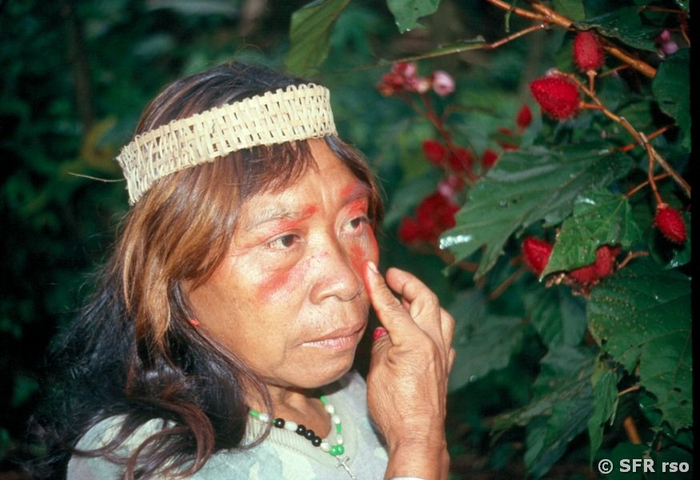 Lippenstiftfrucht in Ecuador