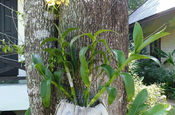 Orchideen in Kokosschalen, Ecuador