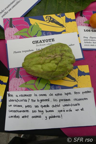Stachelgurke Chayote Sechium edule in Ecuador