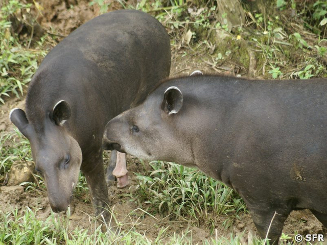 Tapir bruenstig mit Tapirkuh in Ecuador