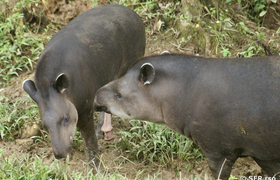 Tapir bruenstig mit Tapirkuh in Ecuador