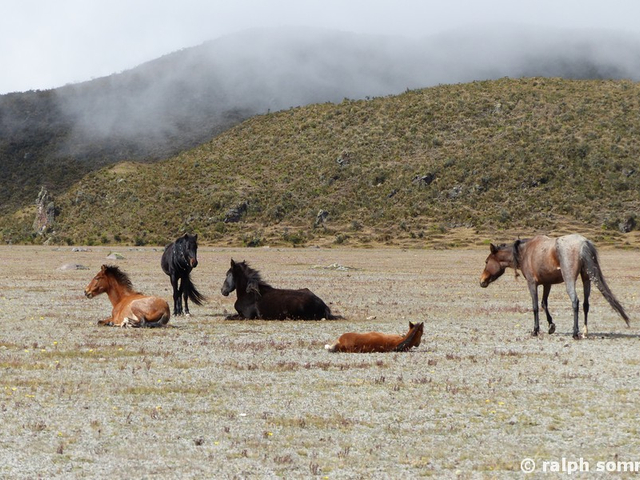 Wildpferde in Cotopaxi, Ecuador