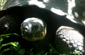 Galapagos Riesenschildkröte