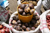 Dunkelfarbige Kartoffeln in Ecuador