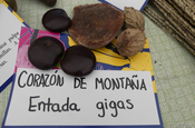 Affenleiter Entada gigas in Ecuador