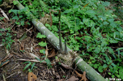 Bambusstamm Sprössline in Ecuador