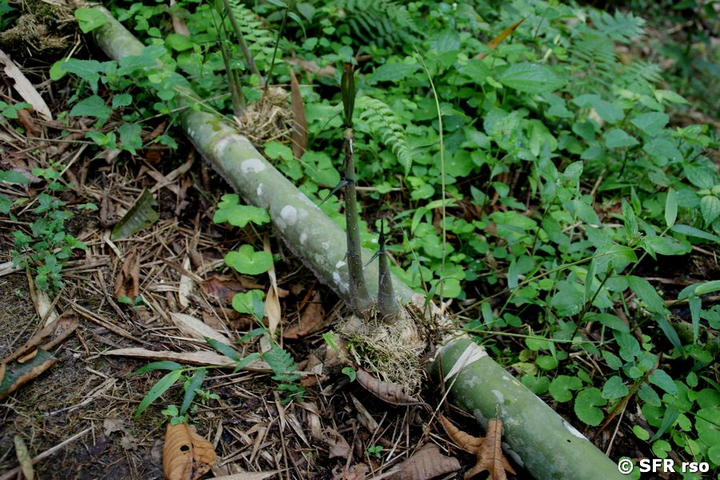Bambusstamm Sprössline in Ecuador