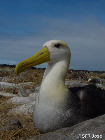 Albatros Phoebastria irrorata brütend Insel Espanola Galapagos