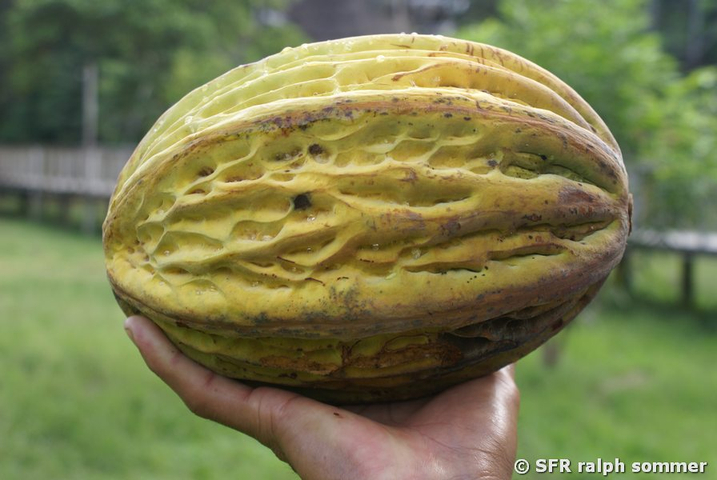 Kakaofrucht geerntet in Ecuador