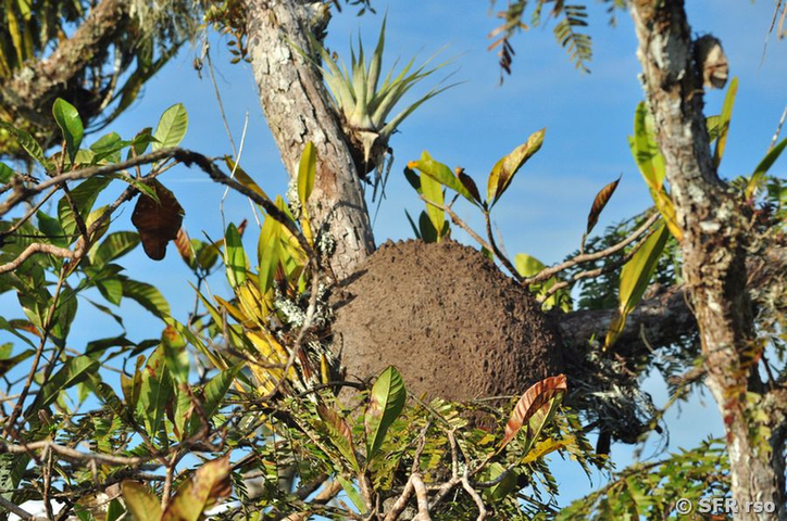 Termitennest Astgabel in Ecuador