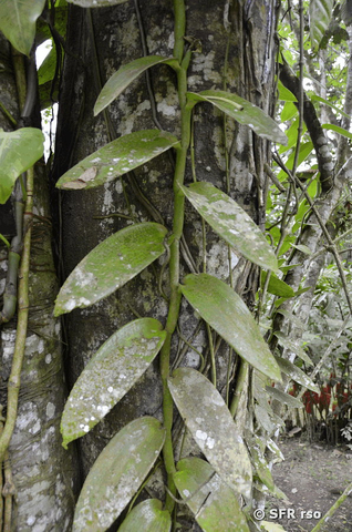 Vanilla planifolia in Ecuador