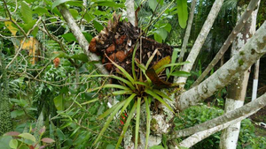 Bromelien in Baum in Ecuador