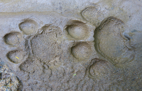 Jaguarspuren