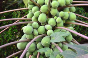 Papaya Früchte an Baum, Ecuador