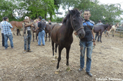 Pferdeverkäufer in Pepito, Ecuador