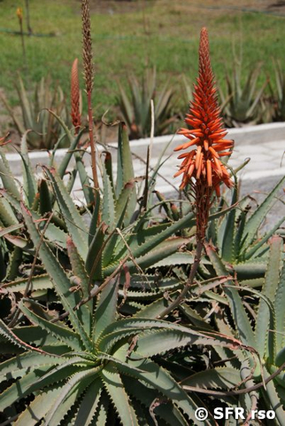 Aloe Vera in Ecuador