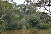 Regenwald mit Fluss im Nationalpark Cuyabeno in Ecuador