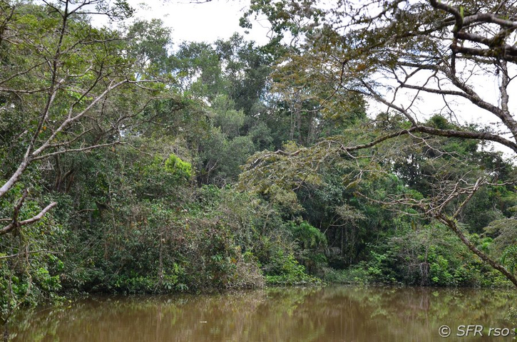 Regenwald mit Fluss im Nationalpark Cuyabeno in Ecuador