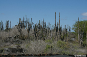 Opuntienkakteenwald auf Weg zur Tränenmauer, Galapagos