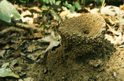Ameisenloewe in Ecuador