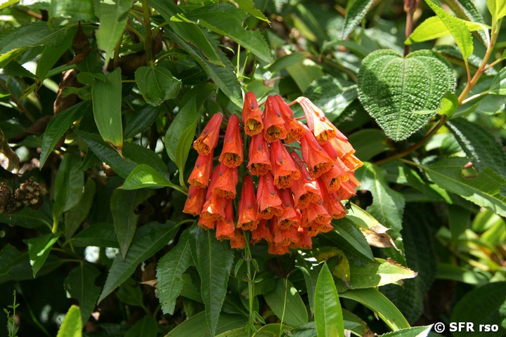 Bomarea caldasii Kletterpflanze in Ecuador