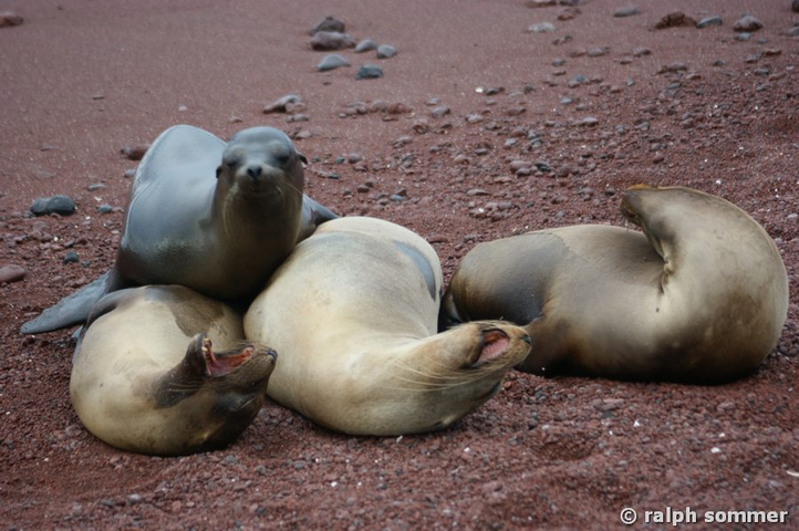 Seelöwenkolonie auf Rabida, Galapagos