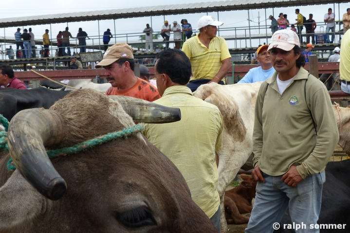 Viehhändler in Ecuador