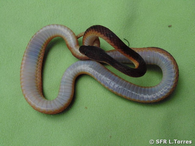 Xenopholis Scalaris flat headed snake in Ecuador